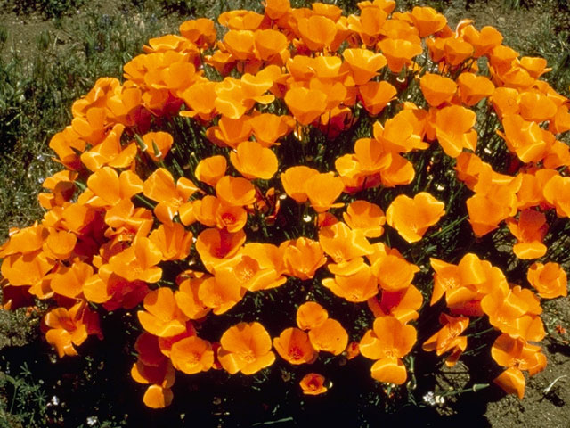 california poppy